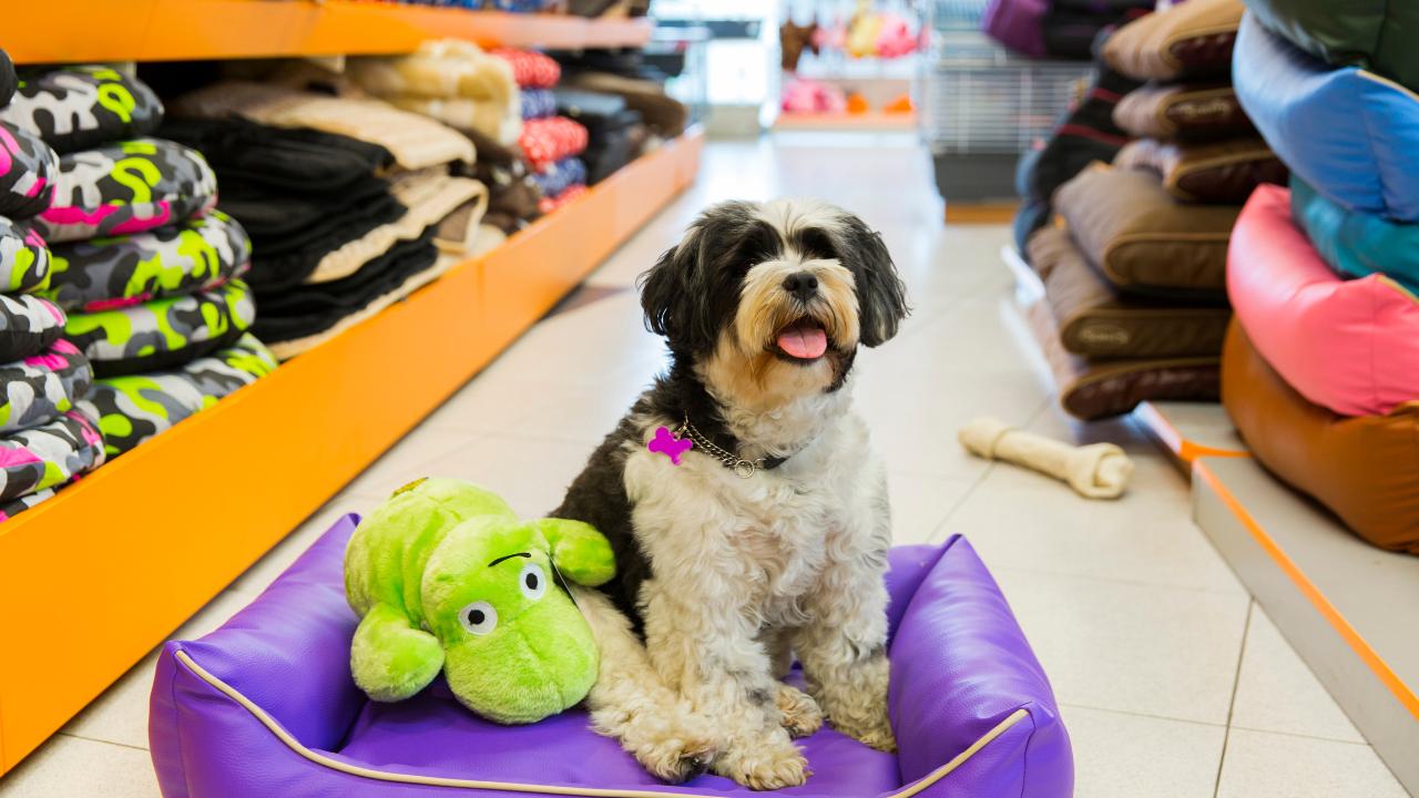 Mercado de Produtos para Pets